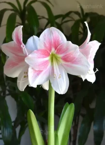 Apple Blossom Amaryllis Bulbs - 2 Bulbs💕