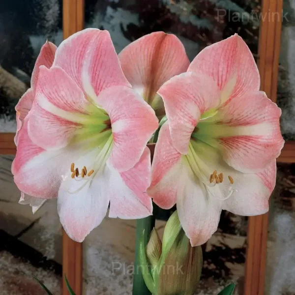Apple Blossom Amaryllis Bulbs - Image 4