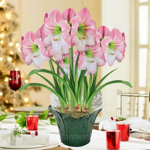 Apple Blossom Amaryllis Bulbs - Image 5