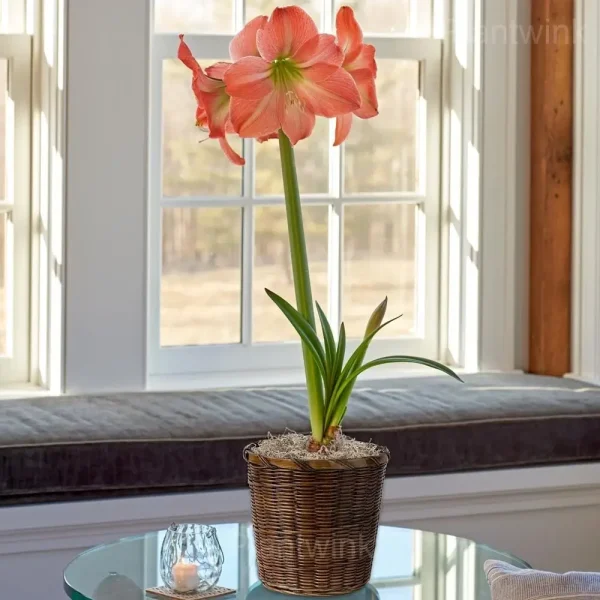 King Star Amaryllis Bulbs - Image 4