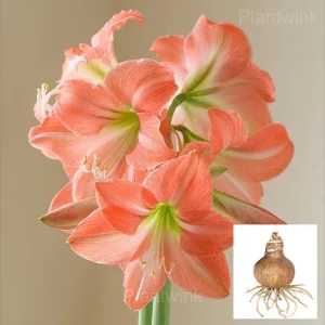 King Star Amaryllis Bulbs