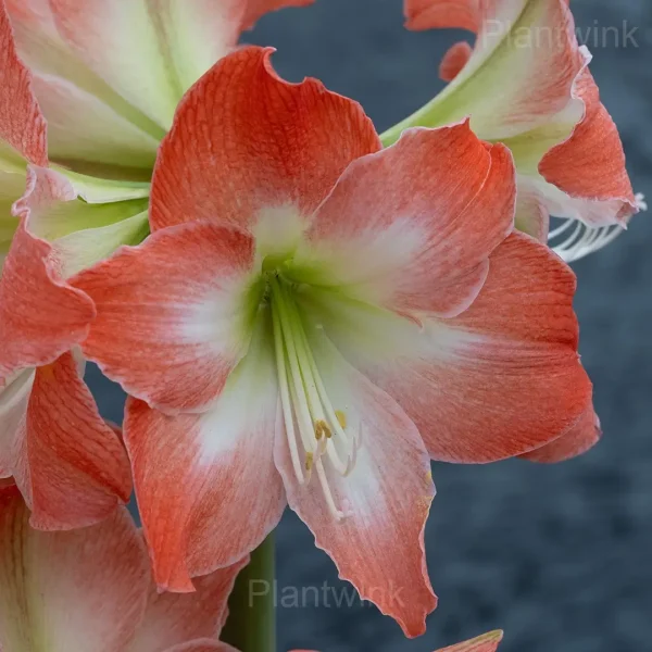 King Star Amaryllis Bulbs - Image 2