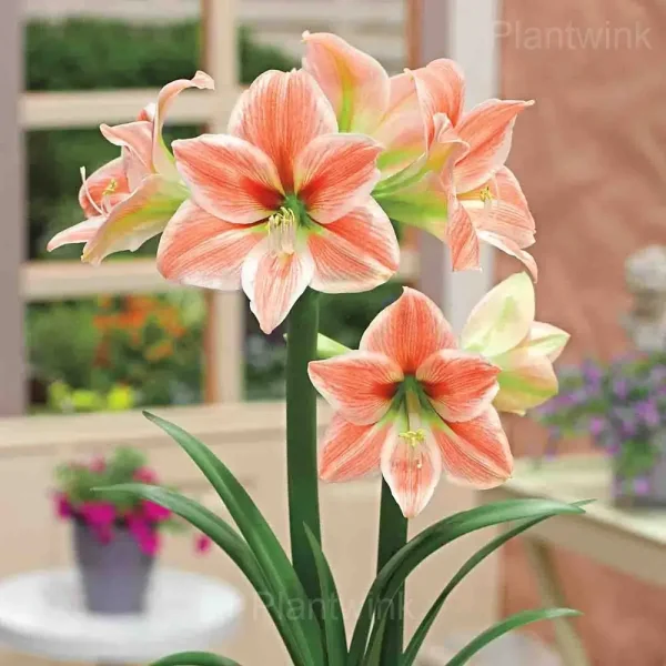 King Star Amaryllis Bulbs - Image 3