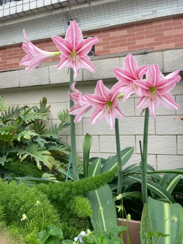 Star Lily Amaryllis Bulbs - Image 4