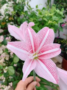 Star Lily Amaryllis Bulbs - 2 Bulbs👍