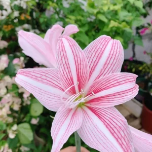 Star Lily Amaryllis Bulbs