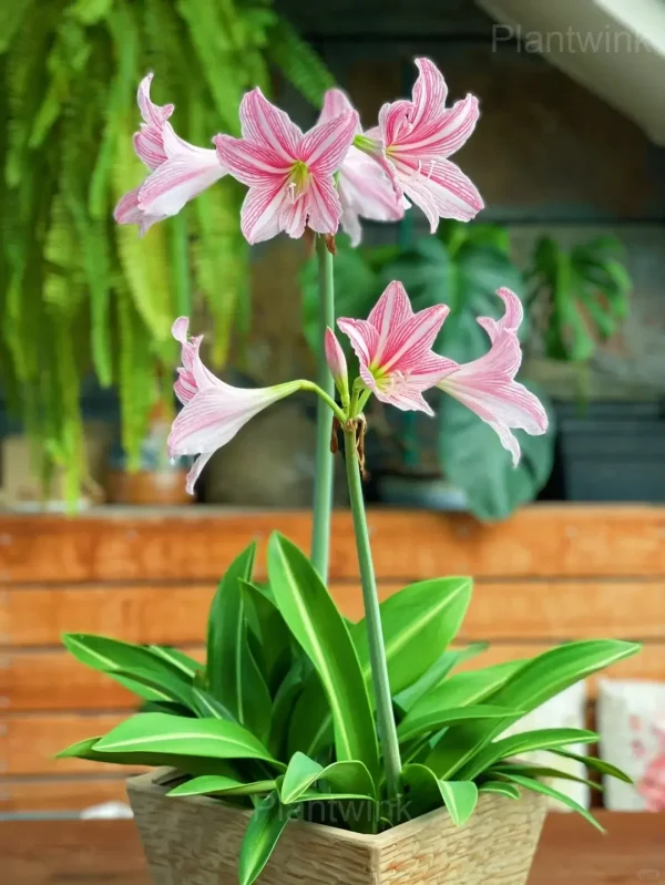 Star Lily Amaryllis Bulbs - Image 2
