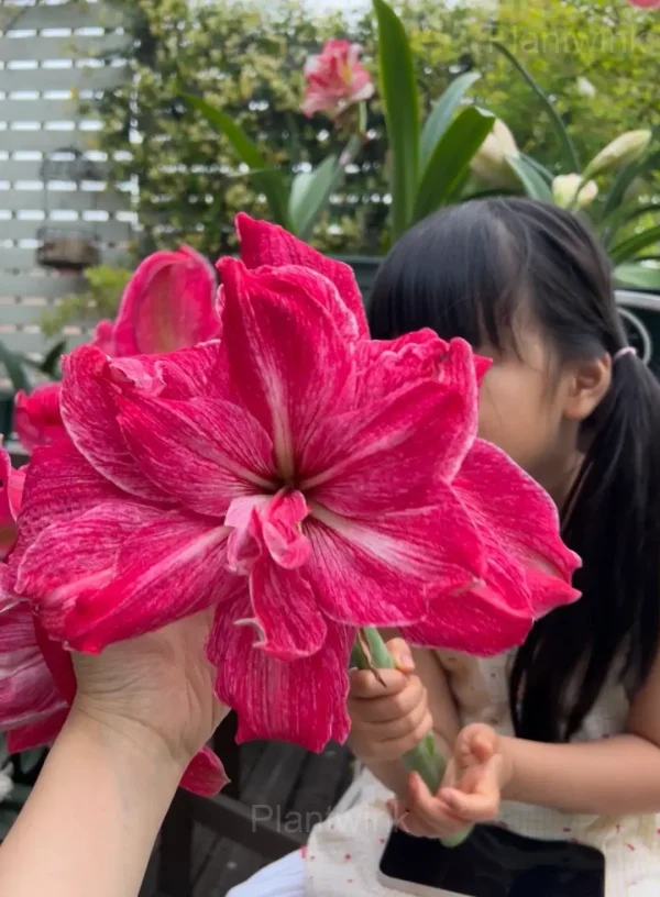 Regal Mistress Amaryllis Bulbs - Image 2