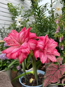 Regal Mistress Amaryllis Bulbs - 2 Bulbs💕