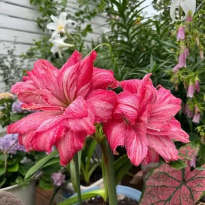 Regal Mistress Amaryllis Bulbs - 10 Bulbs💗