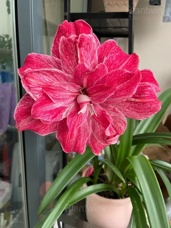 Regal Mistress Amaryllis Bulbs - Image 3