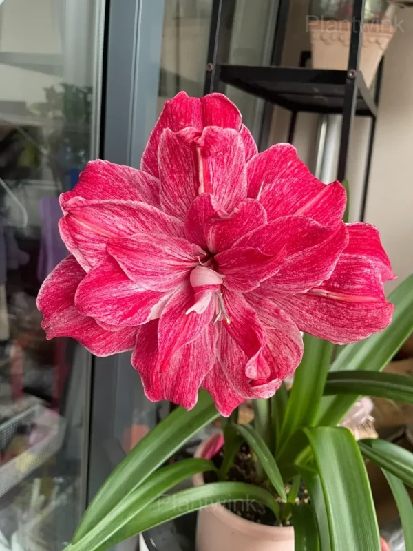 Regal Mistress Amaryllis Bulbs - Image 4