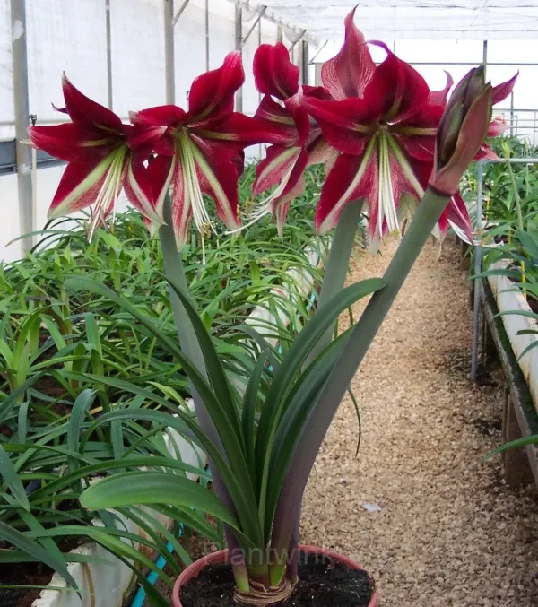 Cherry Red Amaryllis Bulbs - Image 4