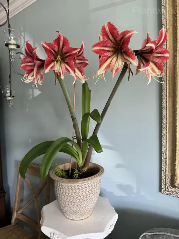 Cherry Red Amaryllis Bulbs - Image 2
