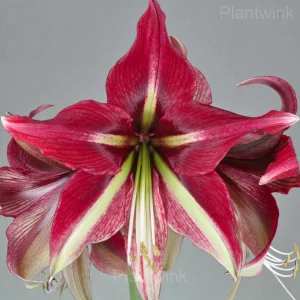 Cherry Red Amaryllis Bulbs - 10 Bulbs🎁