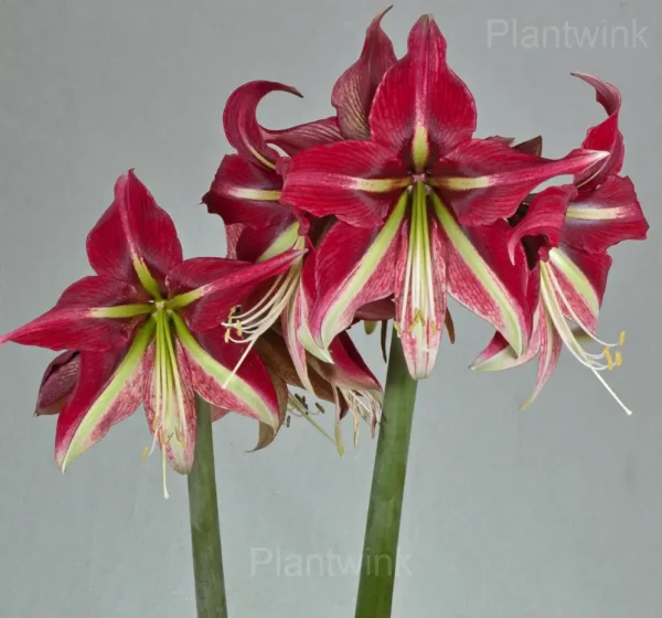 Cherry Red Amaryllis Bulbs - Image 3