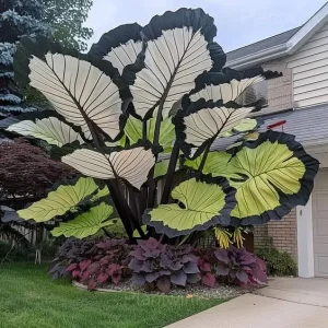 Colorful Caladium Bulbs - 64⬛⬜, 10 Bulbs💗