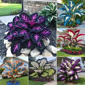 Colorful Caladium Bulbs - 1🌈Mixed Color, 3 Bulbs👍🔥
