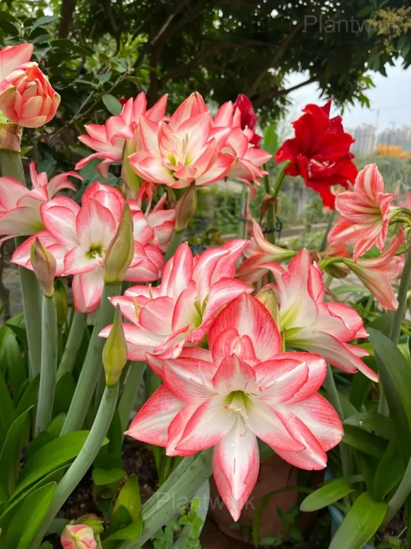 Flame Peacock Amaryllis Bulbs - Image 4