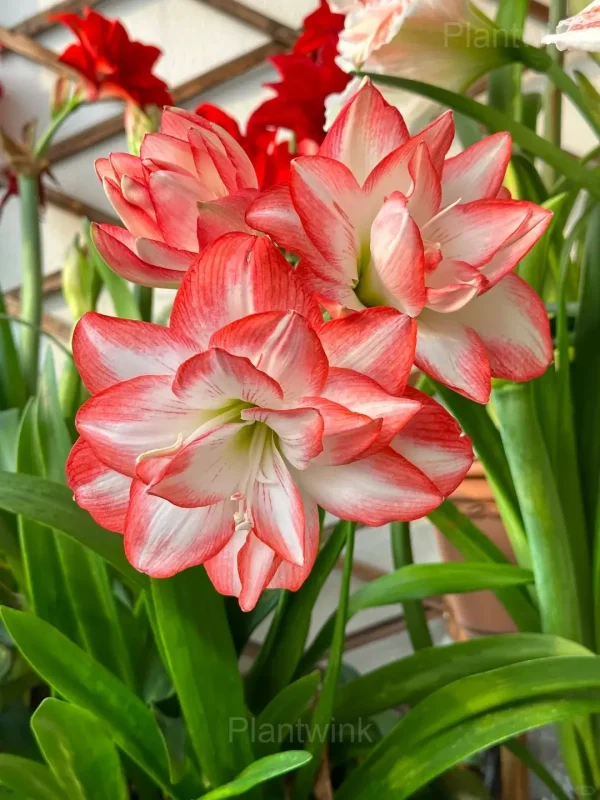 Flame Peacock Amaryllis Bulbs - Image 2