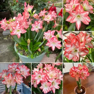 Flame Peacock Amaryllis Bulbs - 10 Bulbs🌱