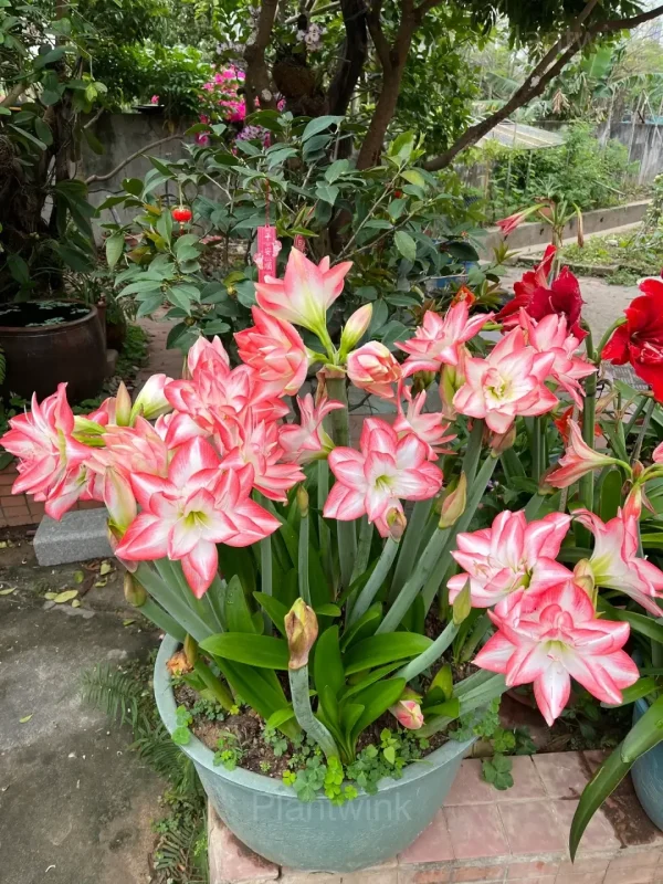 Flame Peacock Amaryllis Bulbs - Image 3