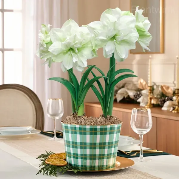 Marilyn Amaryllis Bulbs - Image 3