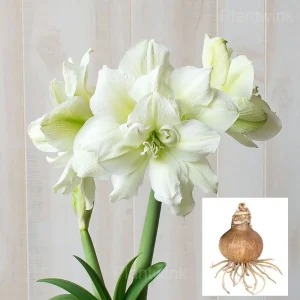 Marilyn Amaryllis Bulbs - 3 Bulbs🔥🔥
