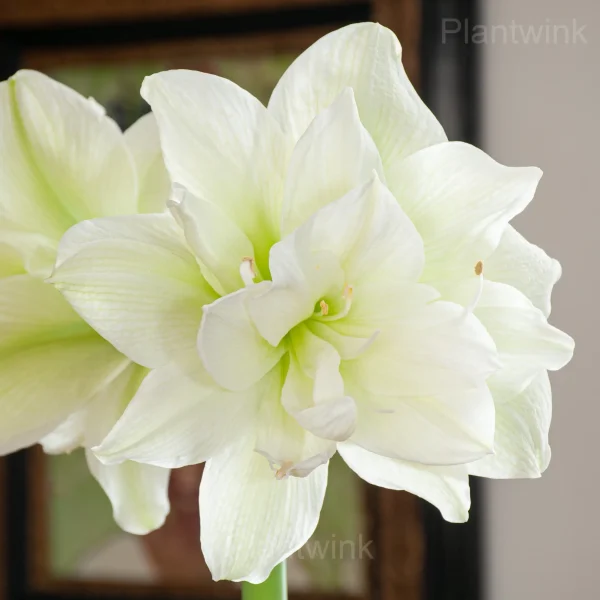 Marilyn Amaryllis Bulbs - Image 2