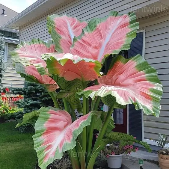 Tropical Caladium Bulbs - 41🟩💗, 5 Bulbs