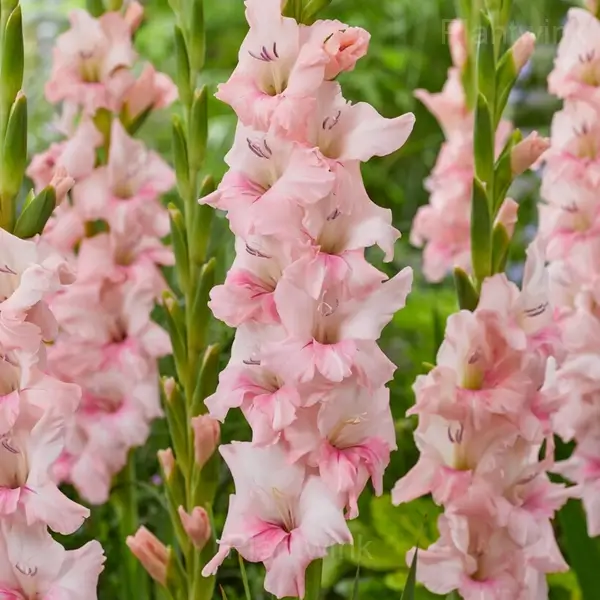 Fragrant Gladiolus Bulbs - 12💗, 5 Bulbs🔥