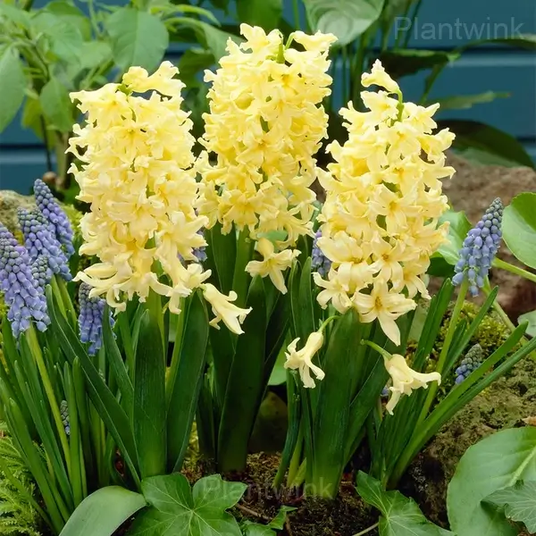 Hyacinth Bulbs - 6🟨, 10 Bulbs👍