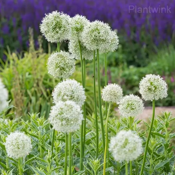 Allium Bulbs - 10⬜, 5 Bulbs🎁