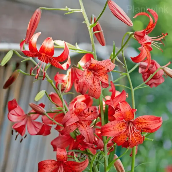 Lilium Double Tiger Bulbs - Red, 3 Bulbs🎁🔥