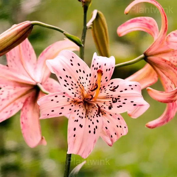 Lilium Double Tiger Bulbs - Pink, 10 Bulbs👍