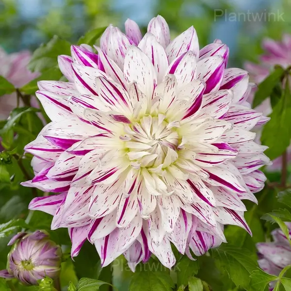 Premium Dahlia Bulbs For Vibrant Gardens Bulbs For Planting Canada