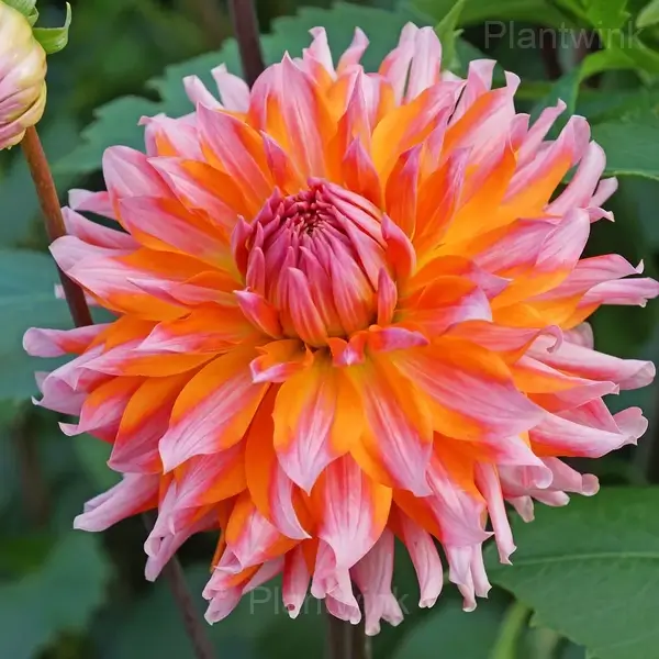 Dahlia Bulbs - 90🟧💗, 5 Bulbs💕