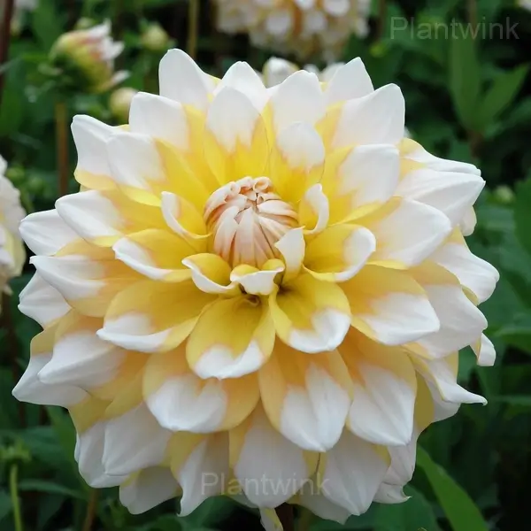 Dahlia Bulbs - White Yellow, 5 Bulbs💕