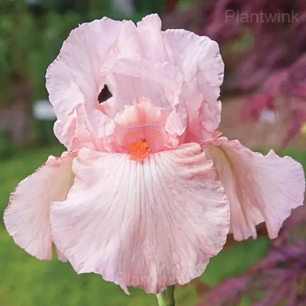 Iris Bulbs - Pink, 5 Bulbs💕