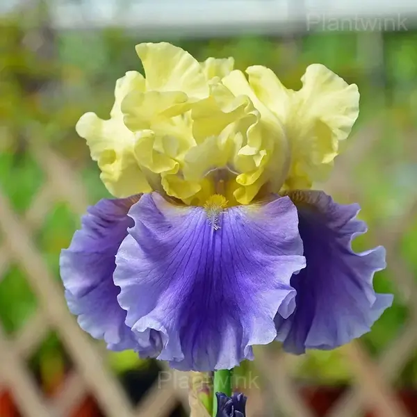 Iris Bulbs - Yellow Purple, 3 Bulbs👍🔥