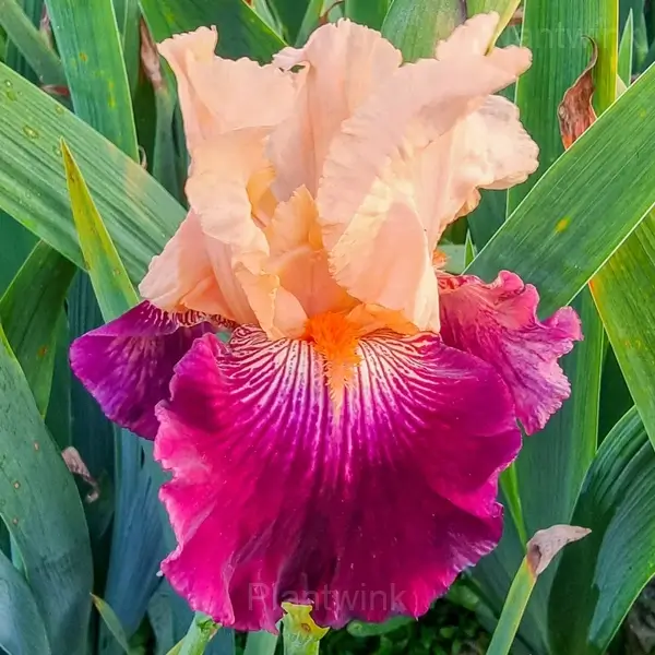 Iris Bulbs - Orange Pink, 10 Bulbs💛