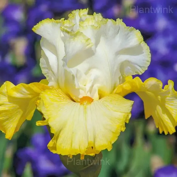 Iris Bulbs - White Yellow, 3 Bulbs👍🔥