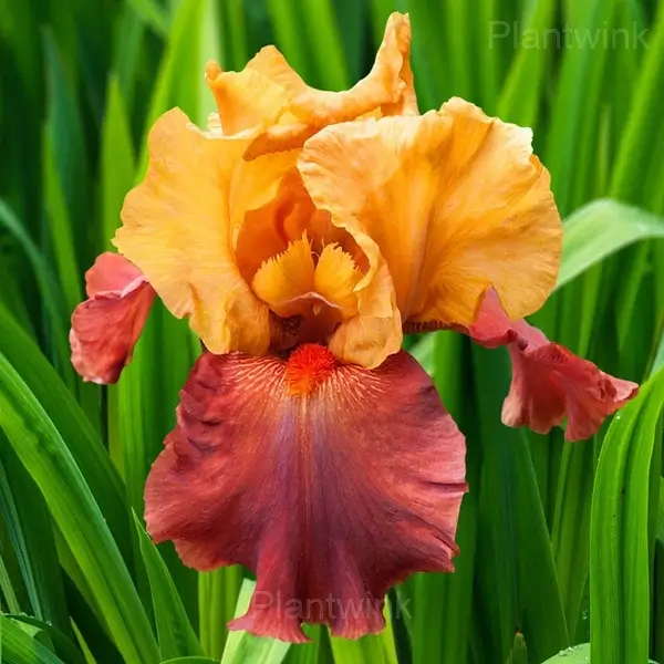 Iris Bulbs - Orange Red, 3 Bulbs👍🔥