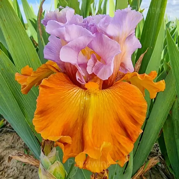 Iris Bulbs - Orange Purple, 10 Bulbs💛