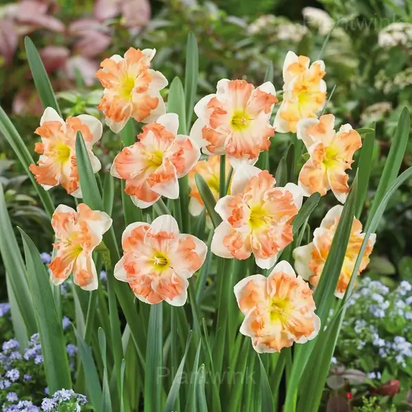 Daffodil Bulbs - Orange, 3 Bulbs💛🔥