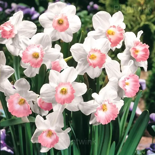 Daffodil Bulbs - White Pink, 2 Bulbs🔥