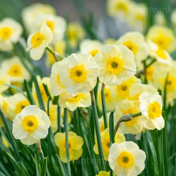 Daffodil Bulbs - Yellow, 5 Bulbs💗