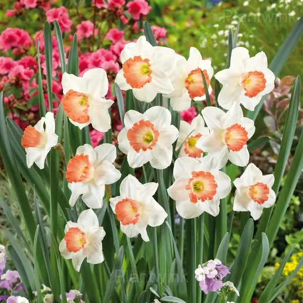 Daffodil Bulbs - White Orange, 2 Bulbs🔥