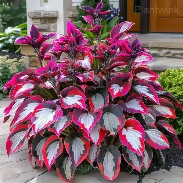 Ornamental Hosta Bulbs - Pink White, 2 Bulbs🔥