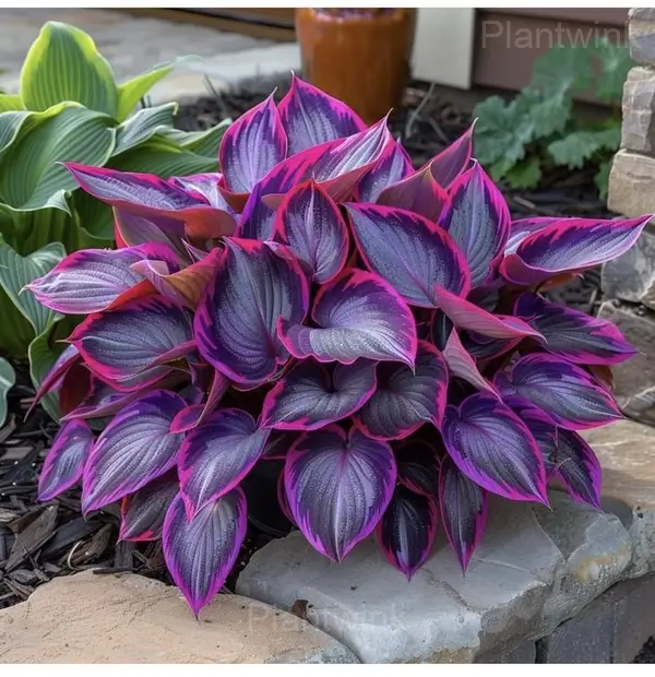 Ornamental Hosta Bulbs - Pink Purple, 10 Bulbs💛